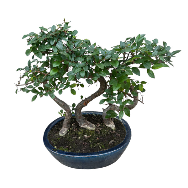 Bonsai Zelkova (Japanische Ulme) Wald 3pp