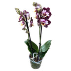 Phalaenopsis „Limited #59” (kwiaty woskowe)