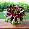 Sempervivum ‘Chick Charms Gold Crown' - planta urechelnita aurie, decorativa si rezistenta
