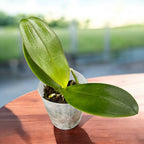 Phalaenopsis Miki Pearl Bang 'Flash'