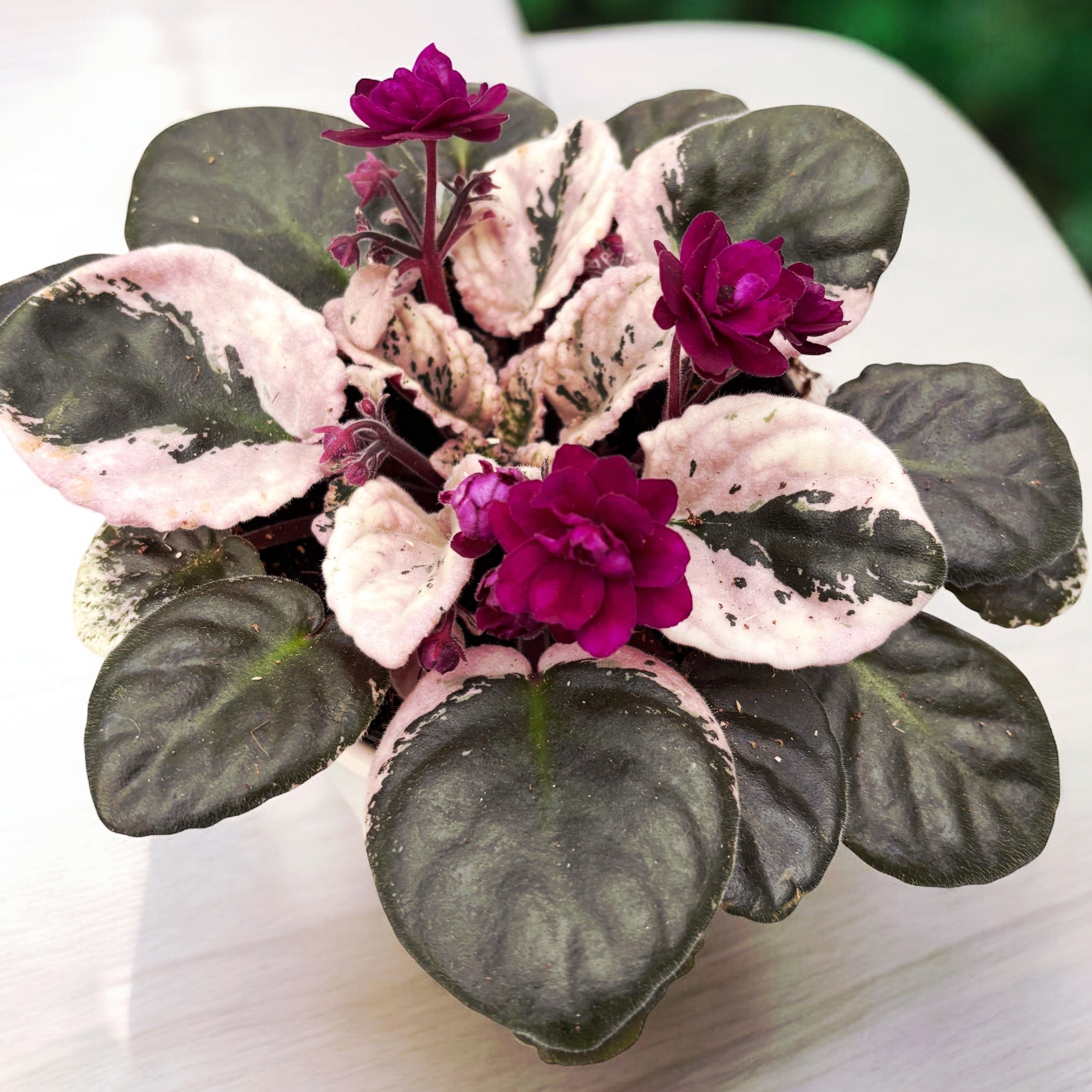 Saintpaulia Hovariagata - violete cu frunze variegate