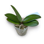 Phalaenopsis Miki Good Idea (peloric - butterfly)