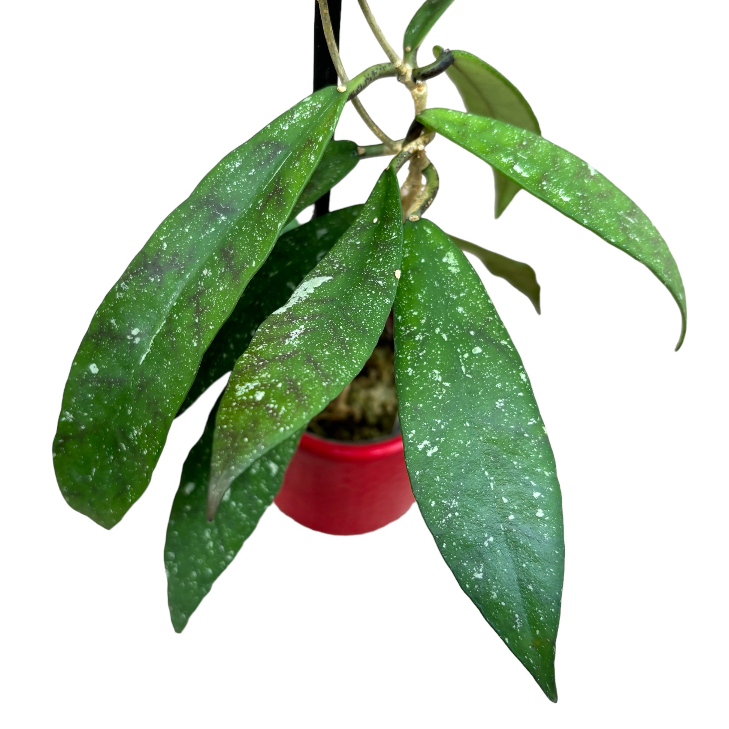 Hoya scortechinii 'Pink' (Hoya sp. UT-001) D12