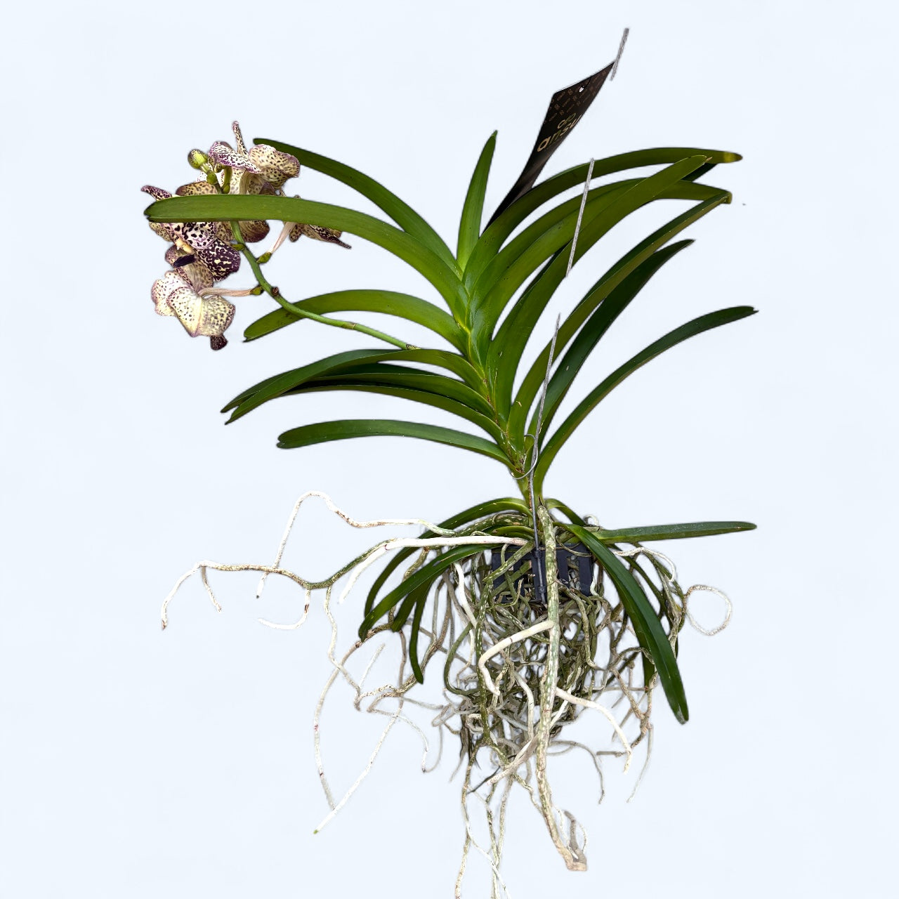 Vanda Sunanda Ocelot Sangria (ANSU)