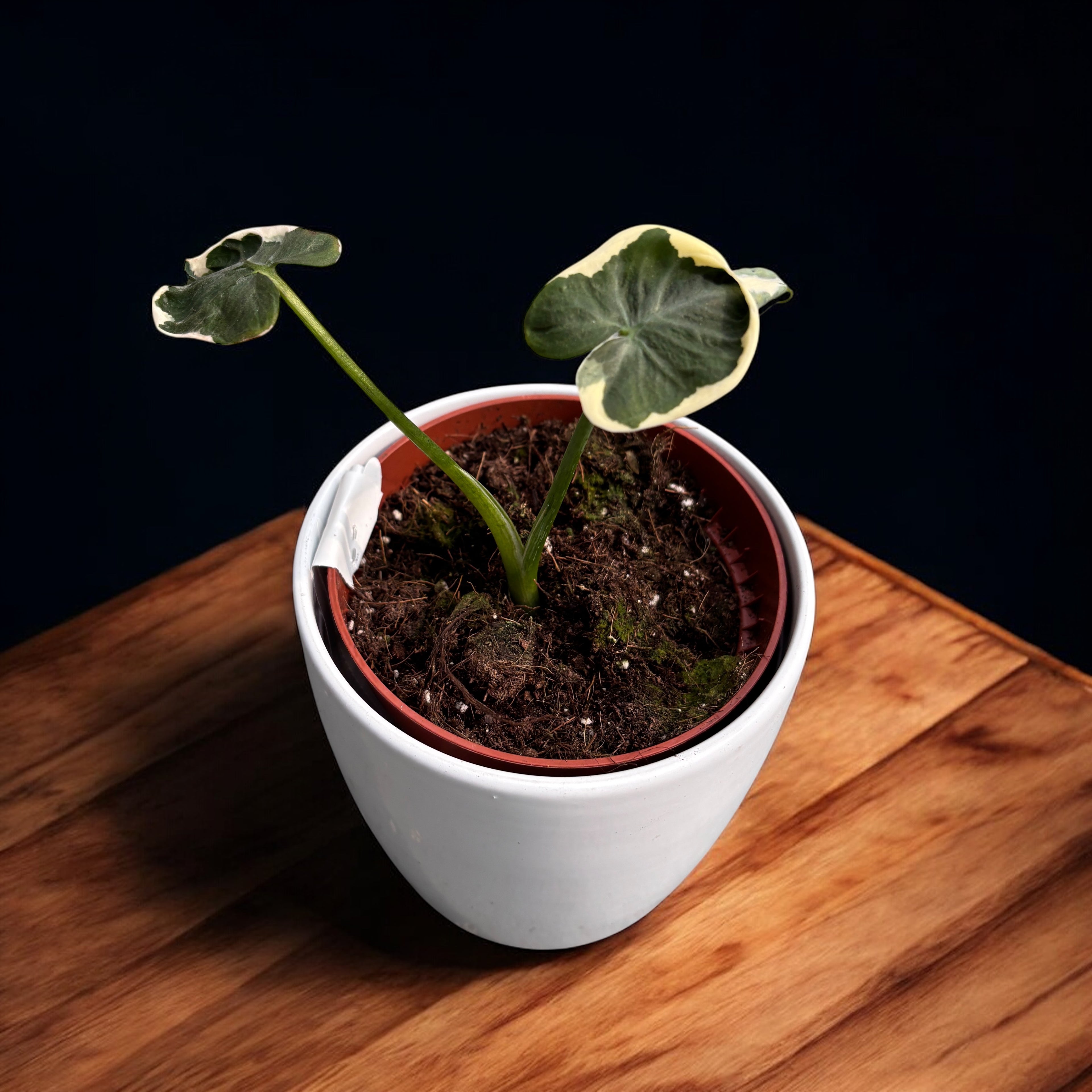 Xanthosoma sagittifolium 'Variegatum Monstrosum' (Alocasia 'Mickey Mouse')