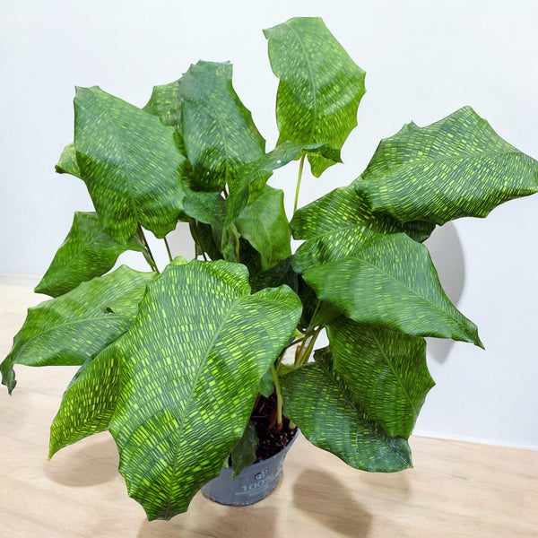 Calathea Musaica Network