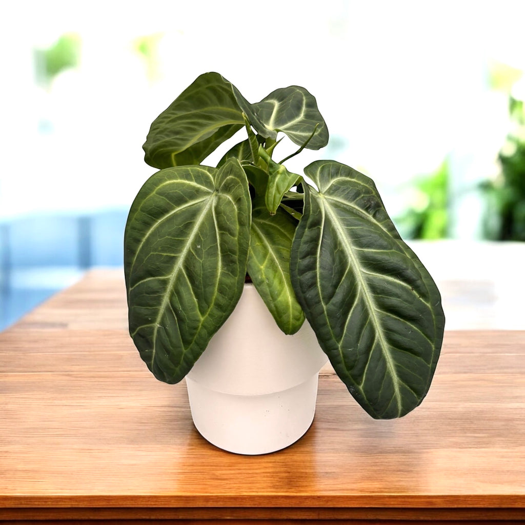 Anthurium villenaorum - frunzis catifelat si textura luxurianta