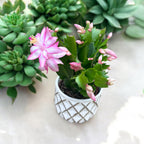 Schlumbergera 'Carollyne' (Ružičasta božićna zvijezda) 2pp