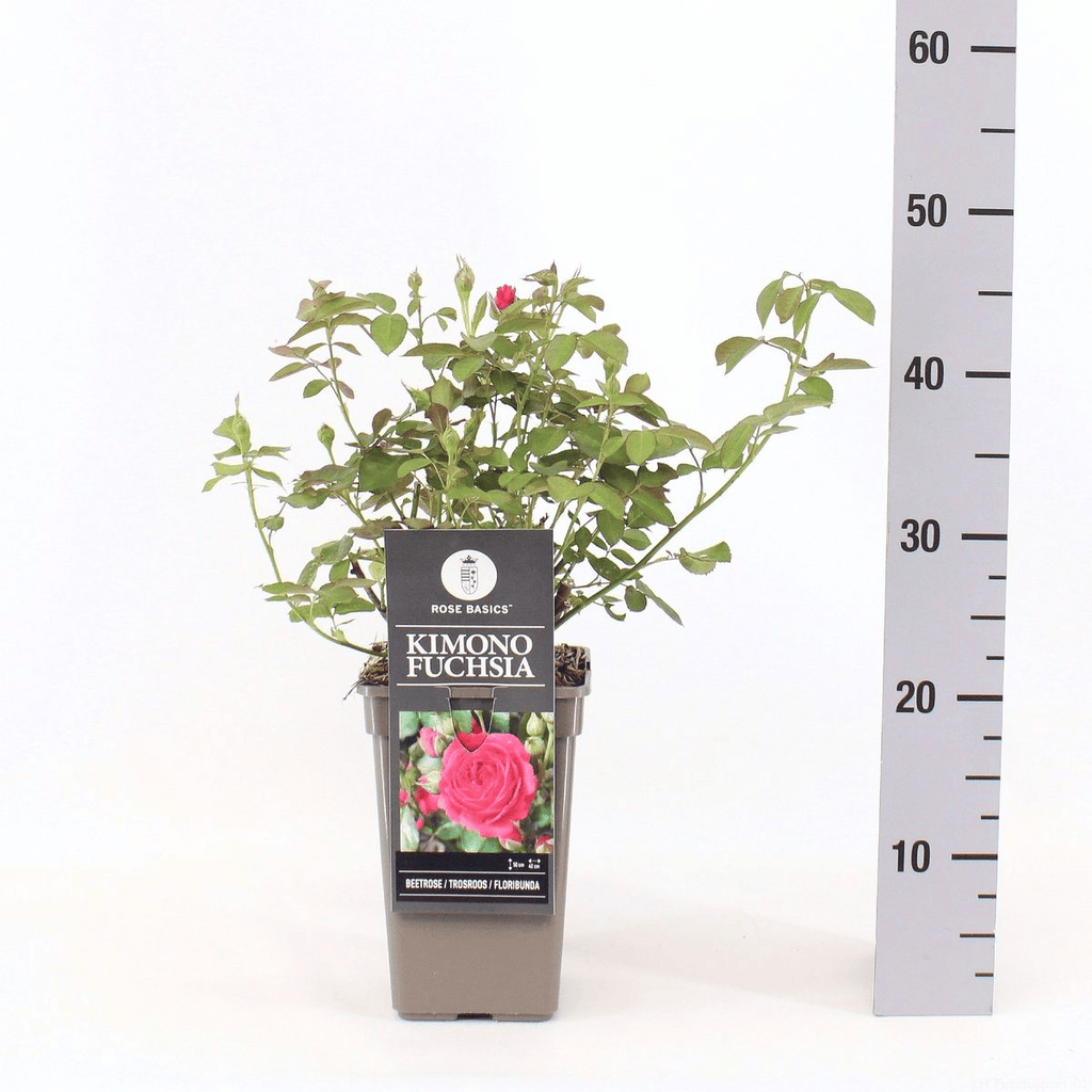 Rosa 'Kimono' Fuchsia® - Trandafir floribunda, parfumat