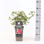 Rosa 'Kimono' Fuchsia® - Trandafir floribunda, parfumat