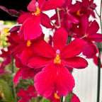 Burrageara Nelly Isler 'Red Velvet' intensely fragrant flowers
