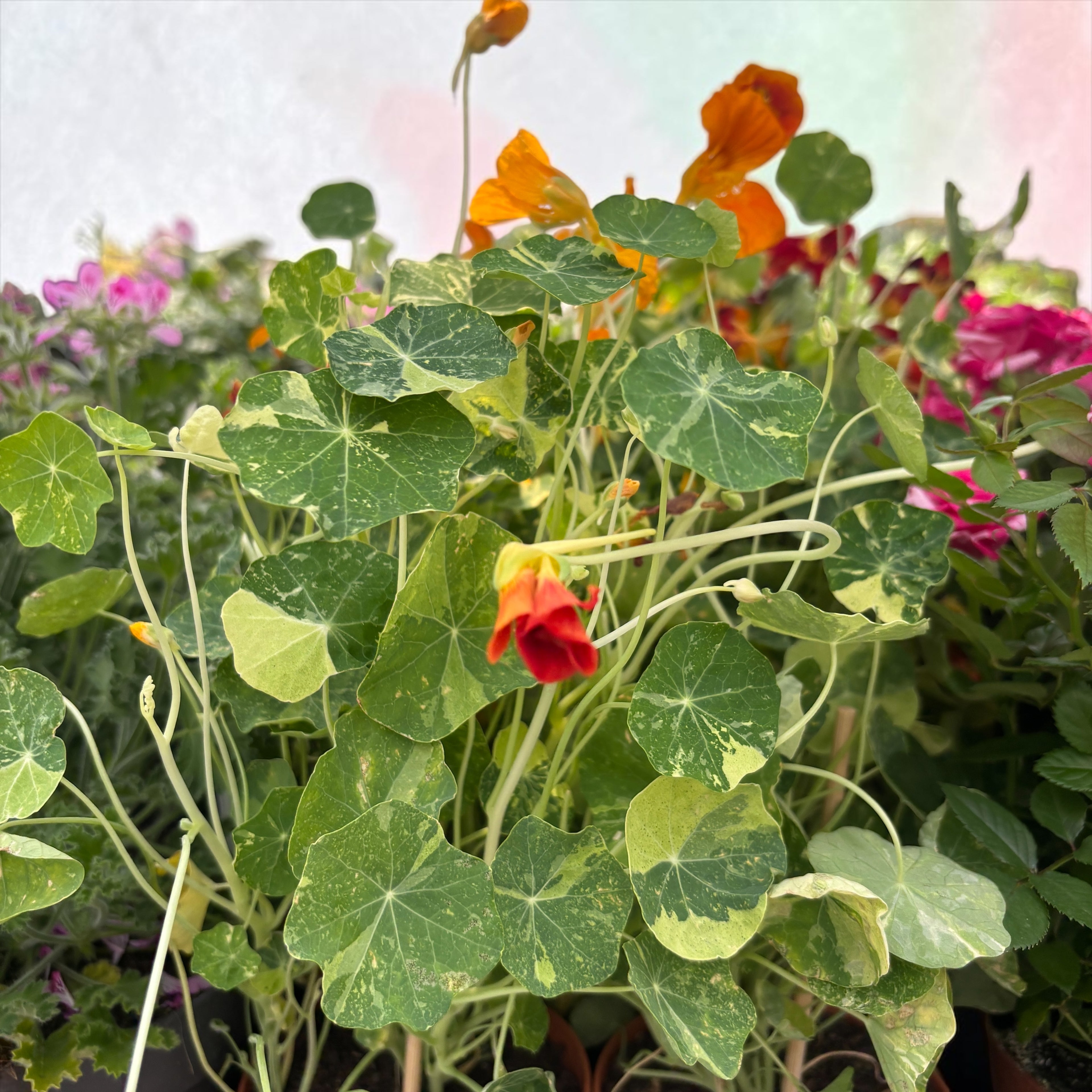 Tropaeolum majus 'Alaska Series' mix - condurul doamnei variegat