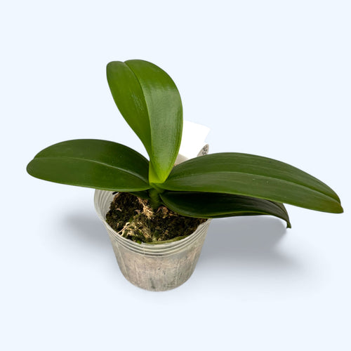 Phalaenopsis equestris 'Rózsaszín'