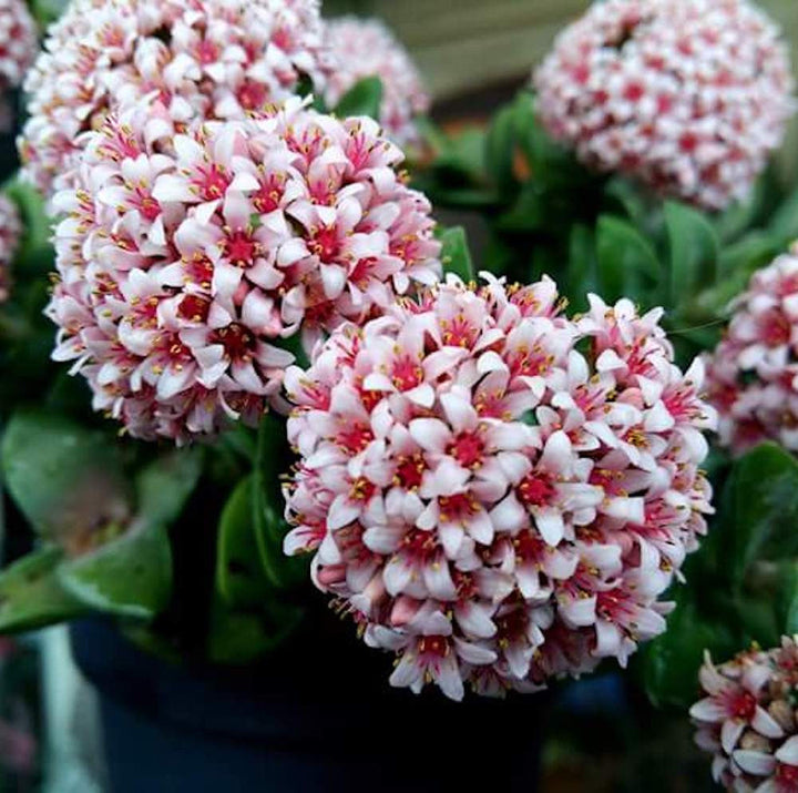 Crassula Springtime