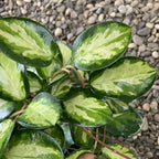 Hoya australis 'Lisa'