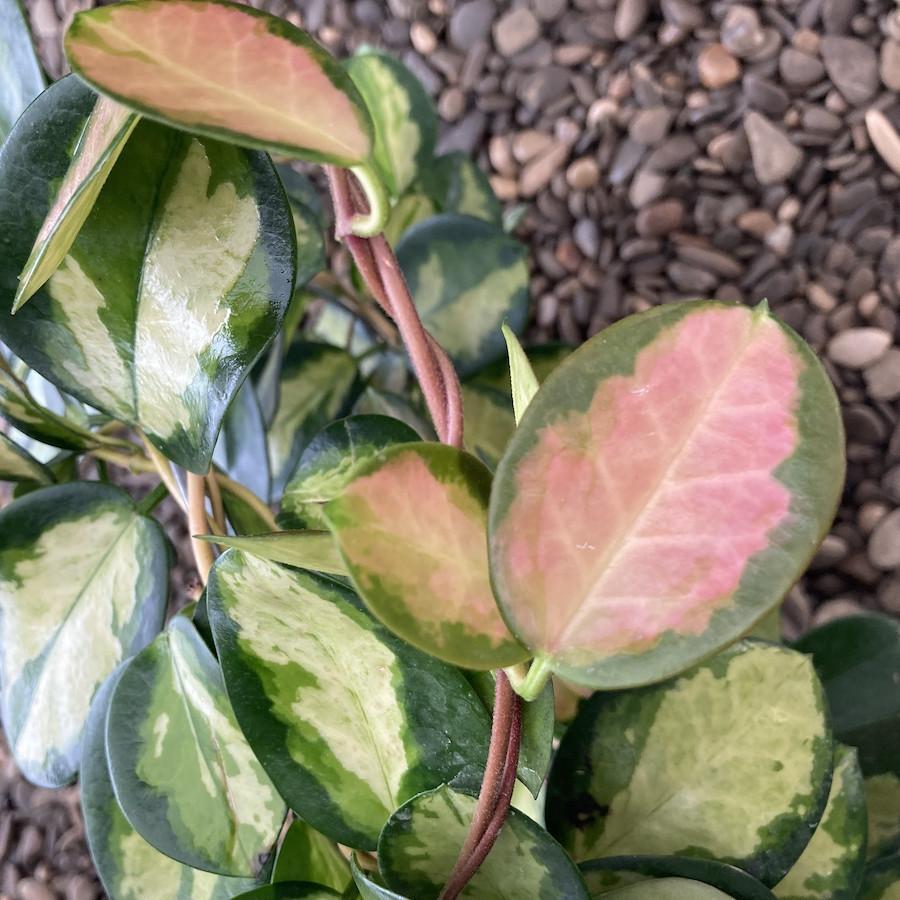 Hoya australis 'Lisa'