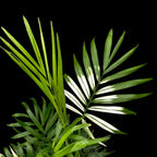 Palmier Chamaedorea Elegans Variegata (frunze variegate)