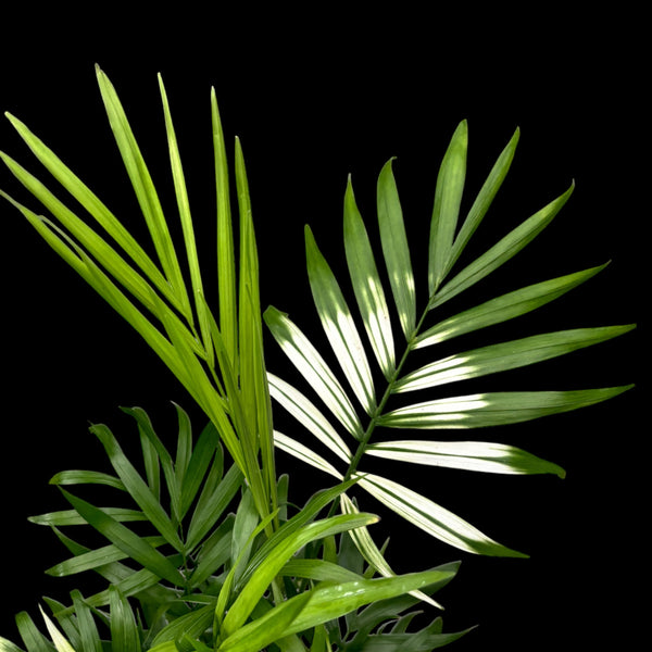 Palm Chamaedorea Elegans Variegata (variegated leaves)
