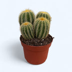 Parodia warasii – cactusul globular cu flori galbene spectaculoase