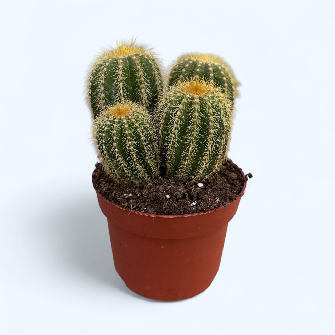 Parodia warasii – cactusul globular cu flori galbene spectaculoase