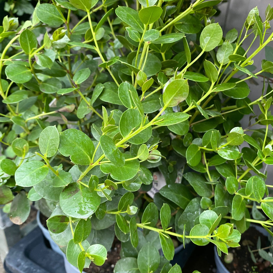 Eucalyptus subcrenulata (Alpine Yellow Gum)