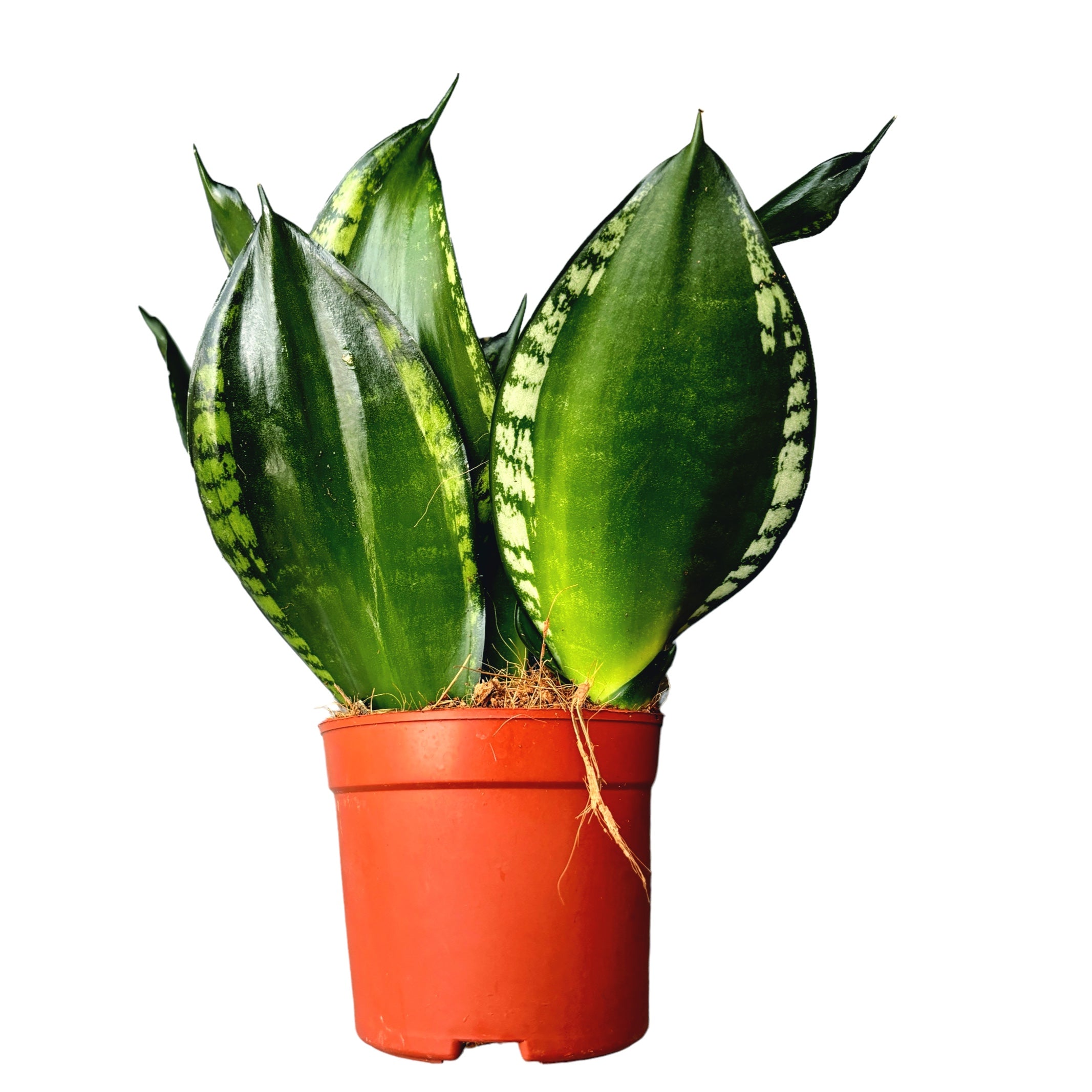 sansevieria whitney silver flame Sansevieria Silver Flame (Whitney) – Secret Garden Plant Shop