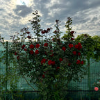 Rosa ‘Red Climber’® - Trandafir floribunda rosu, catarator, parfumat (Rosa Flammentanz)