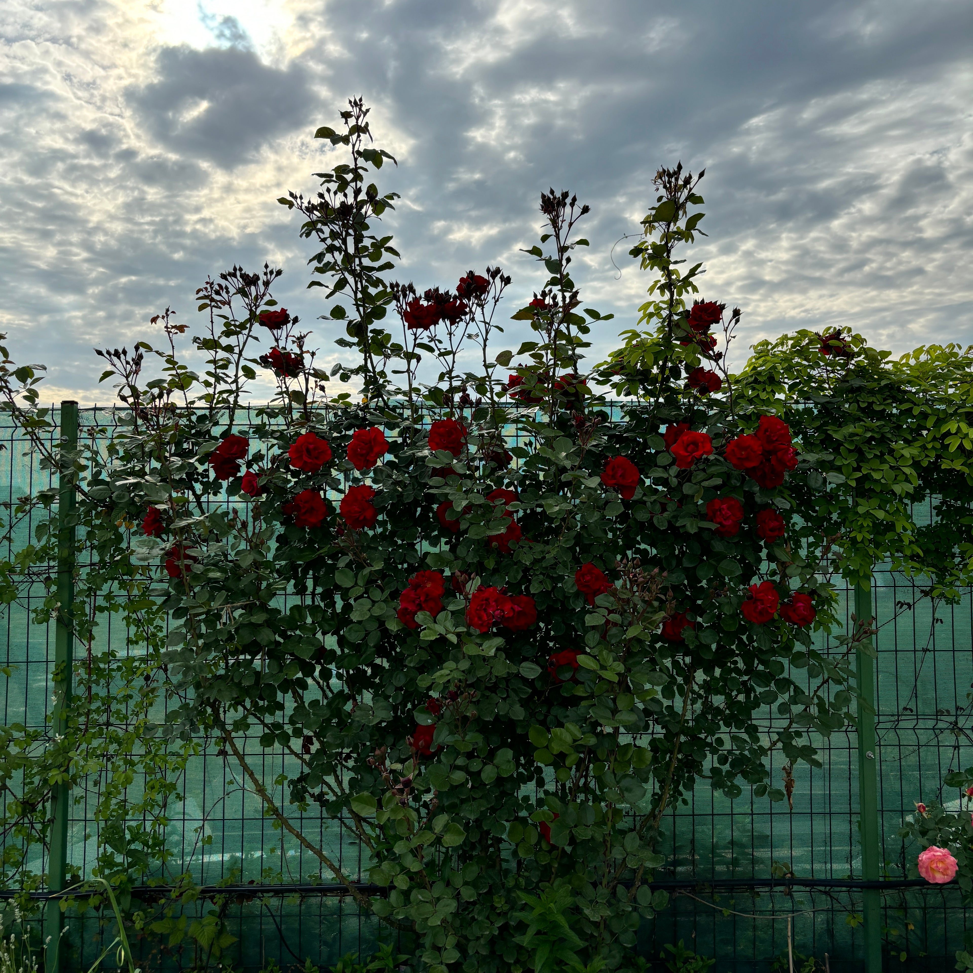 Rosa ‘Red Climber’® - Trandafir floribunda rosu, catarator, parfumat (Rosa Flammentanz)