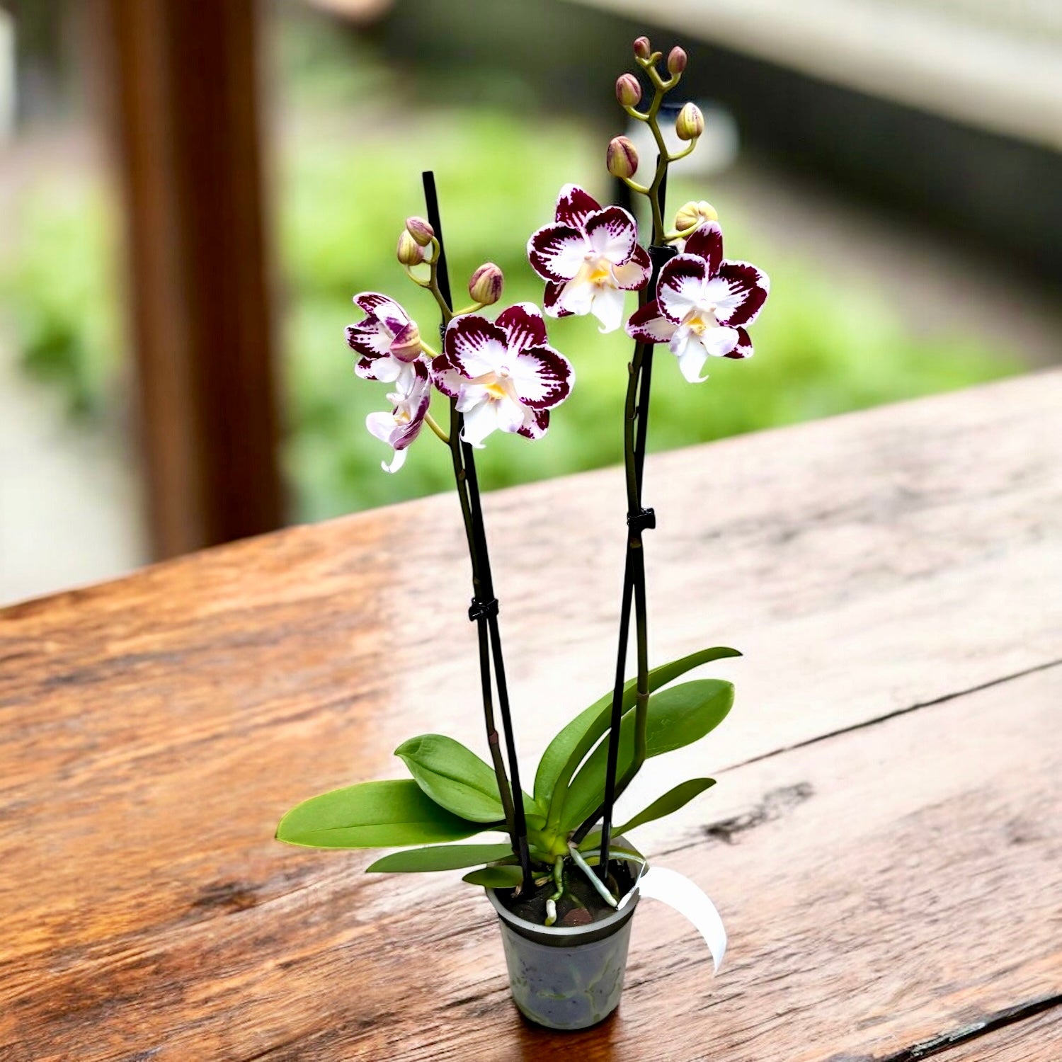 Phalaenopsis Tinkerbell's KizZ big lip