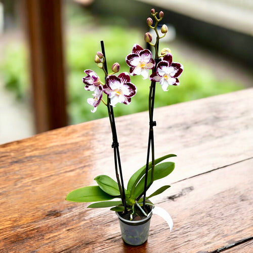 Phalaenopsis Tinkerbell's KizZ big lip