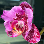 Phalaenopsis MIki Gorgeous (peloric) parfumat