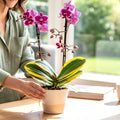 Phalaenopsis Chia E Yenlin (šareni listovi)