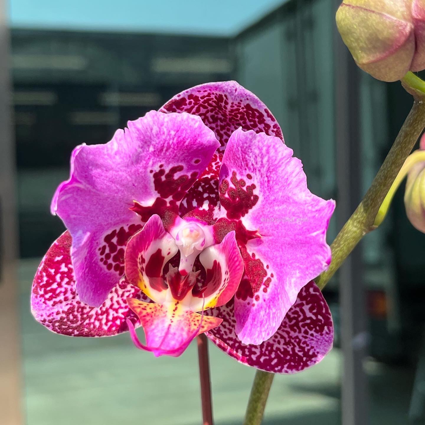 Phalaenopsis MIki Gorgeous (peloric) parfumat