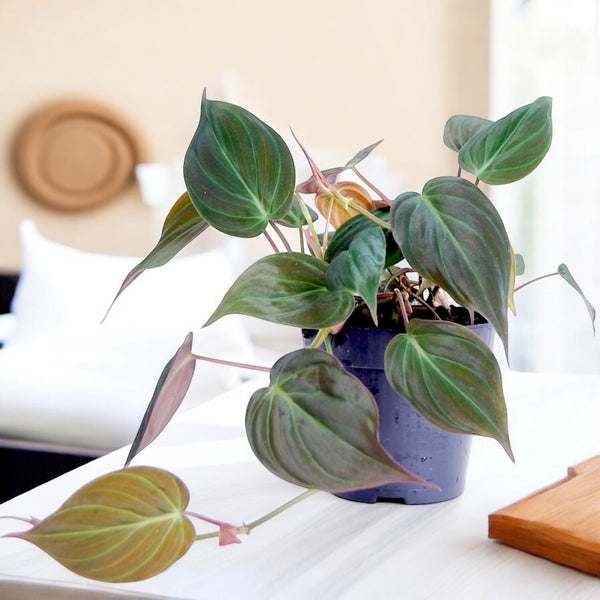 Philodendron scandens subsp. micans