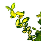 Euonymus fortunei 'Blondy'