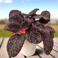 Episcia cupreata 'Country Brilliance'