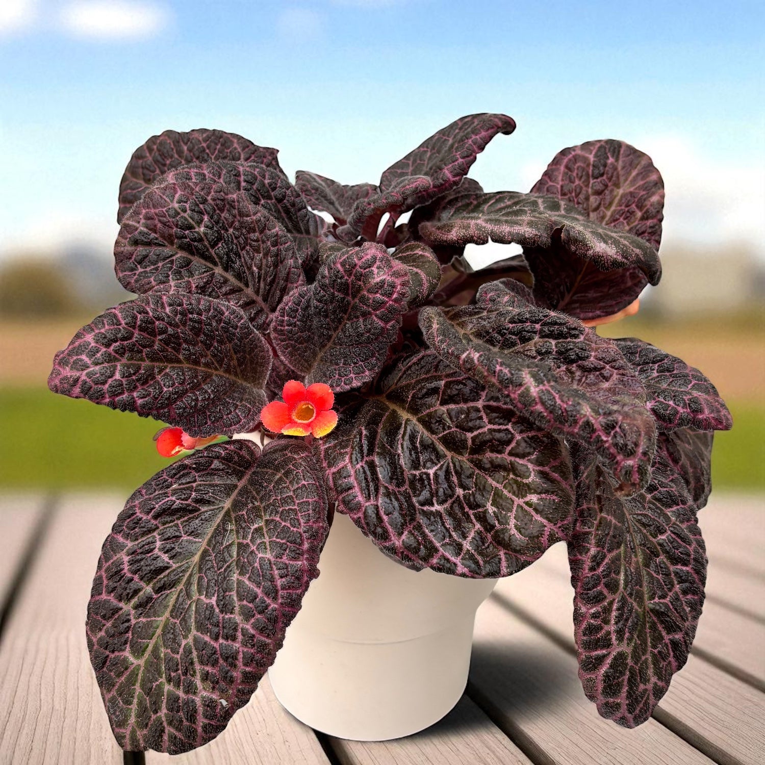 Episcia cupreata 'Country Brilliance'
