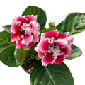 Sinningia Brocade - Gloxinia Sonata floarea dubla bicolora, rosu-alb