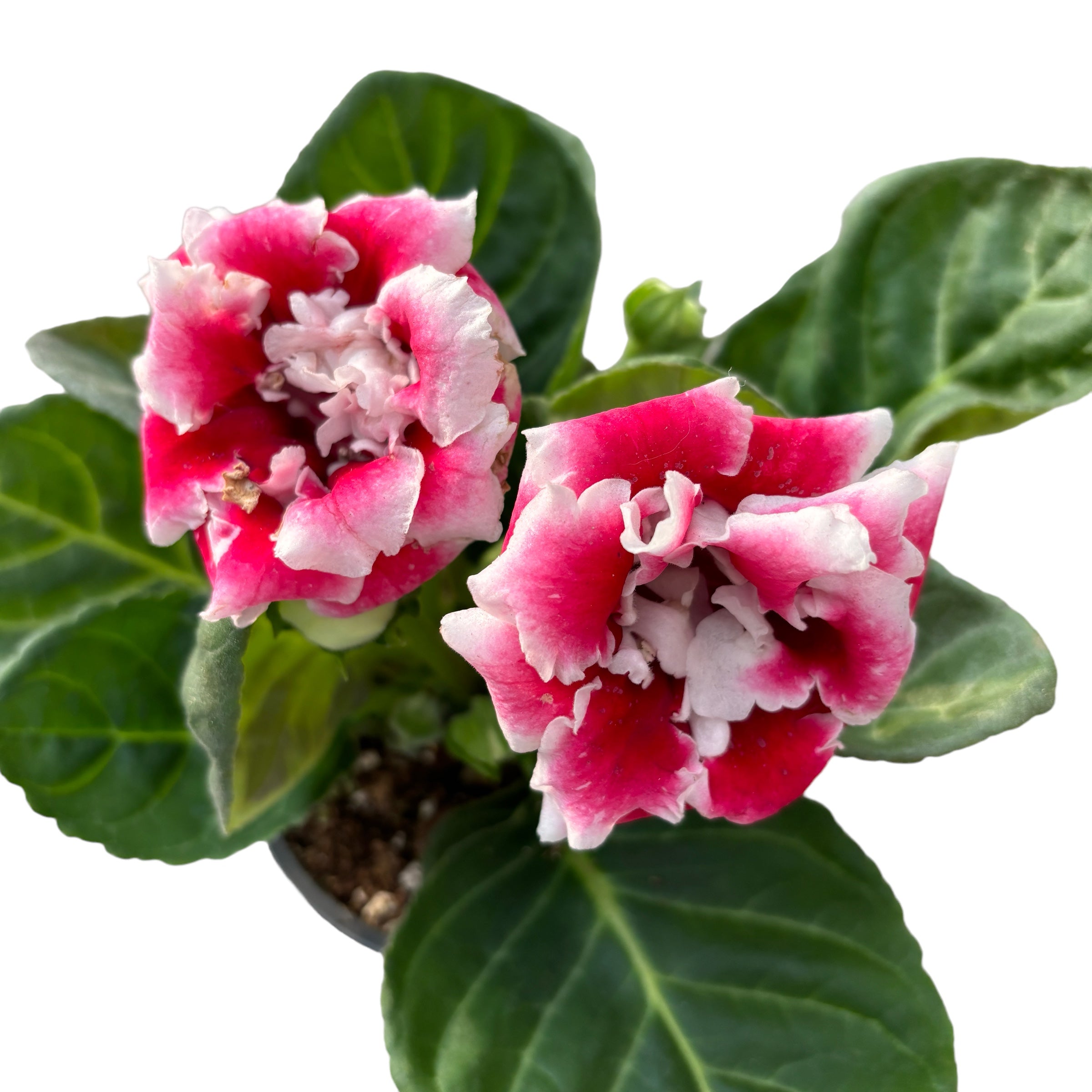 Sinningia Brocade - Gloxinia Sonata floarea dubla bicolora, rosu-alb