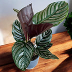 Calathea Ornata Sanderiana (planta paun)