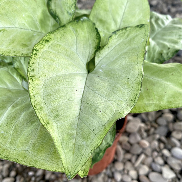 Syngonium 'White Butterfly'