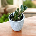 Dendrobium jenkinsii (Dendrobium de Jenkins)