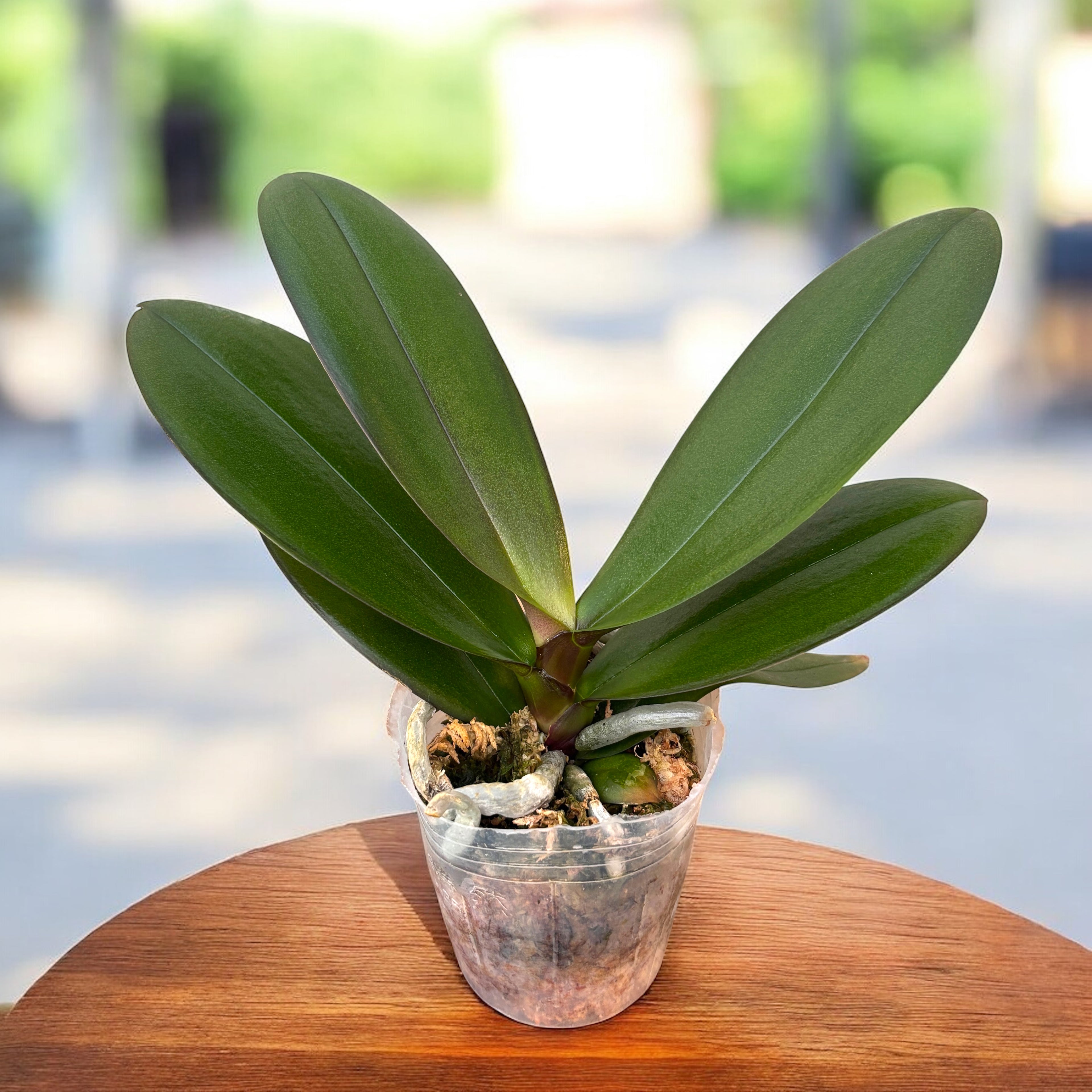 Phalaenopsis King Car Marble '80769' (Big Lip)