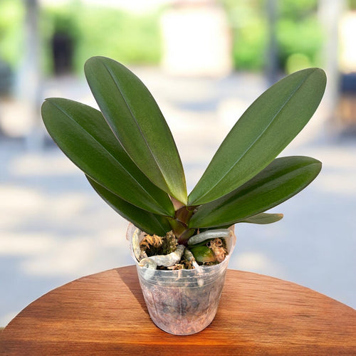 Phalaenopsis King Car Marble 'JC717-2' (Big Lip)