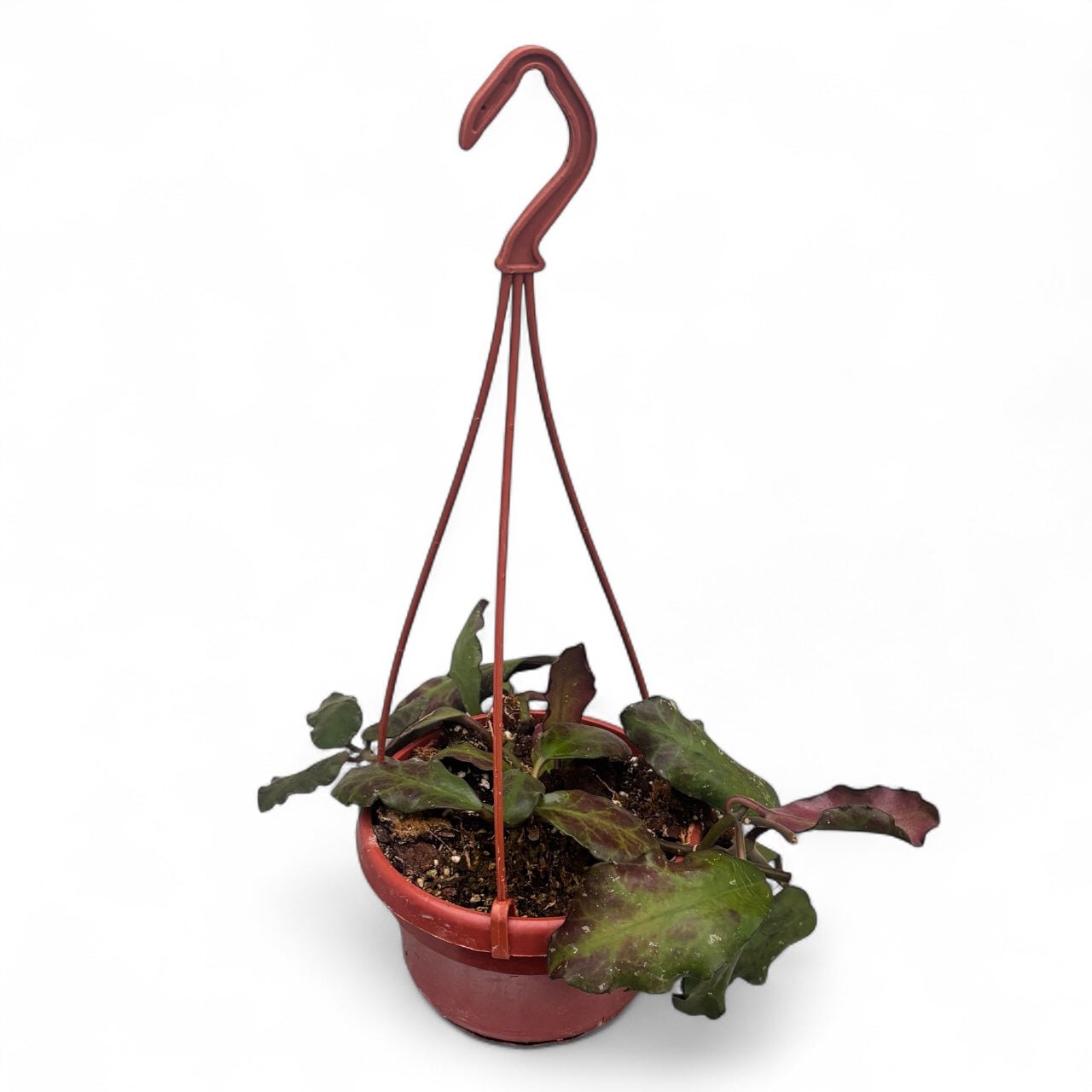 Hoya waymaniae - exemplare dezvoltate