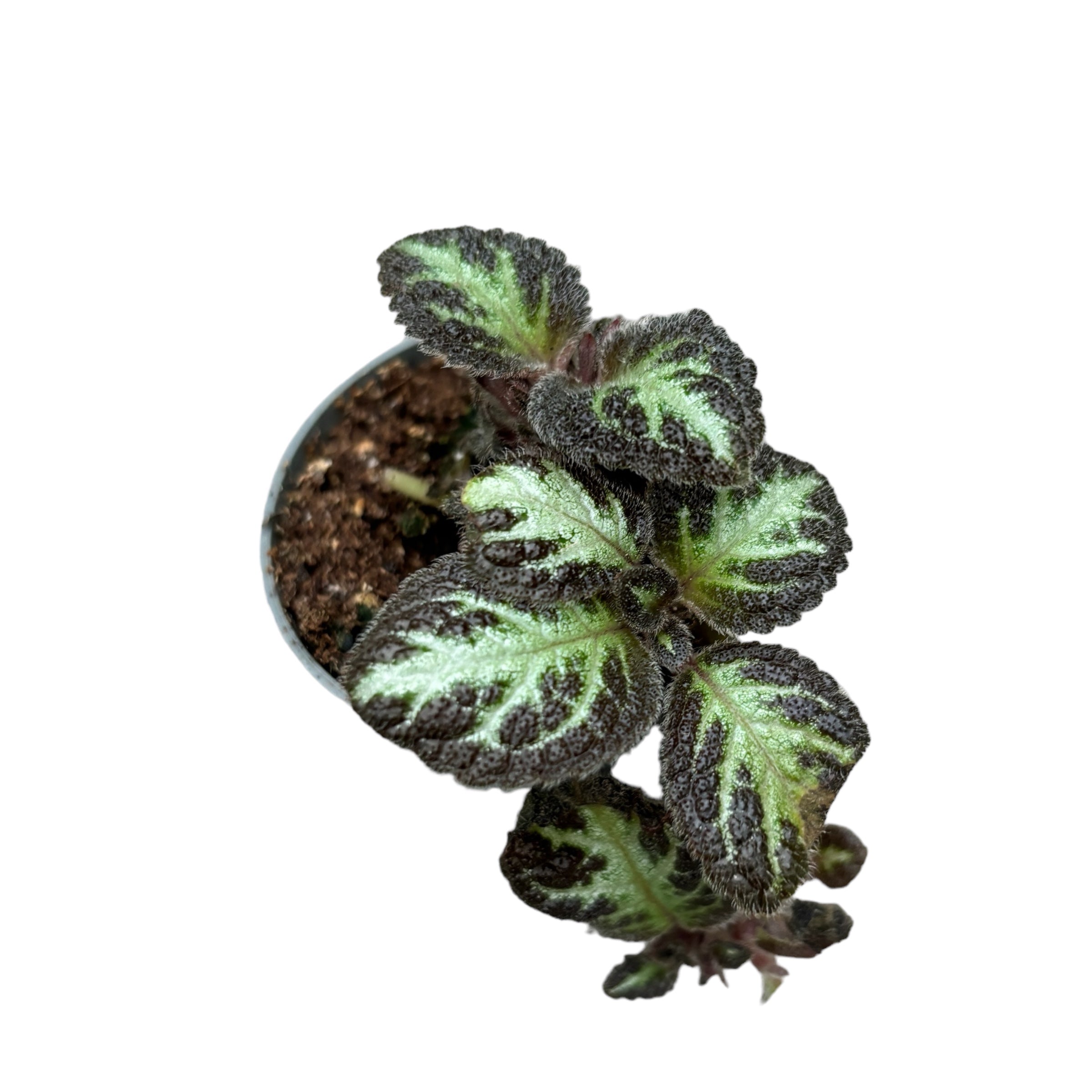 Episcia 'Silver Shield' (babyplant)
