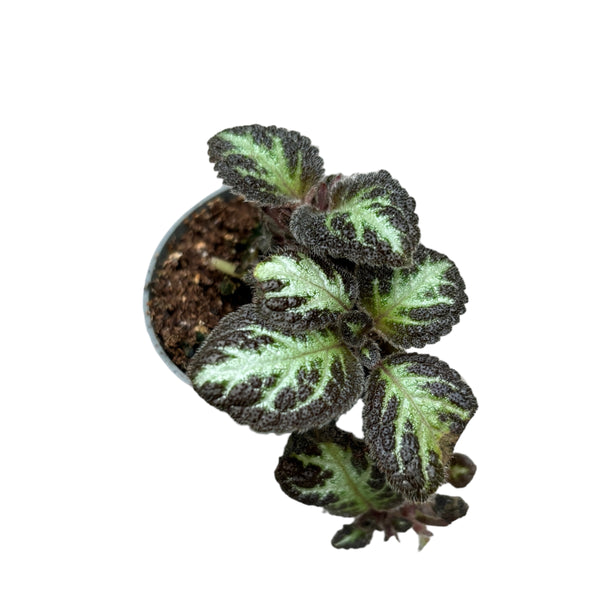 Episcia 'Silver Shield' (Babypflanze)