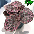 Episcia cupreata ‘Kee Wee’