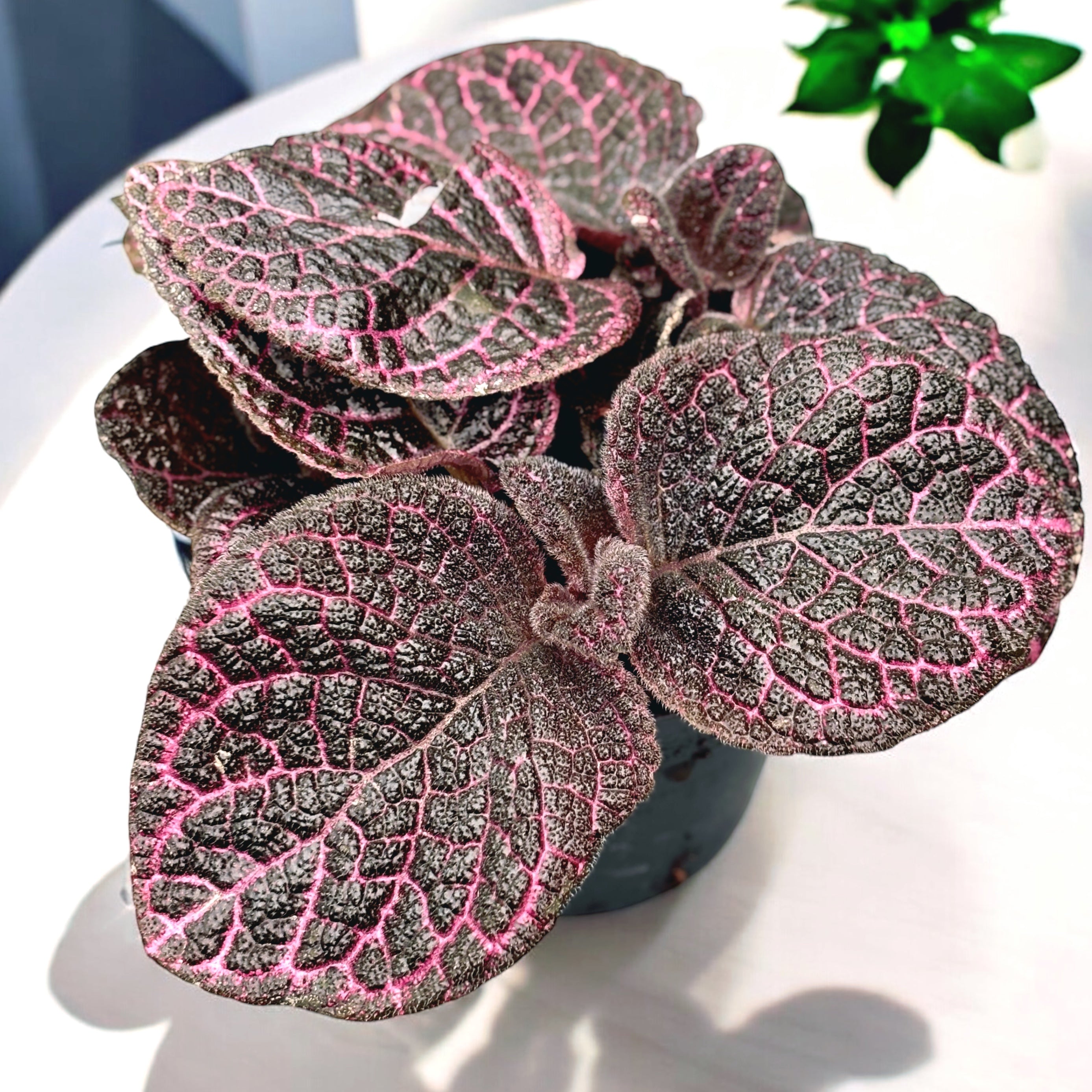 Episcia cupreata ‘Kee Wee’
