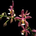 Phalaenopsis Bronze Maiden (schilleriana × mannii 'Black')